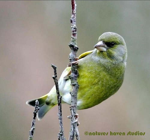 Showcase of the Week - Bird Photographer Julia