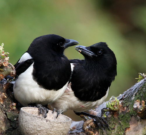 Showcase of the Week - Bird Photographer Julia