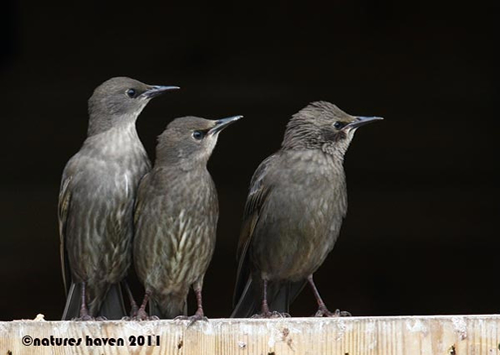 Showcase of the Week - Bird Photographer Julia