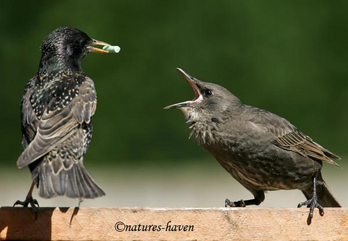 Showcase of the Week - Bird Photographer Julia