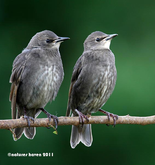 Showcase of the Week - Bird Photographer Julia