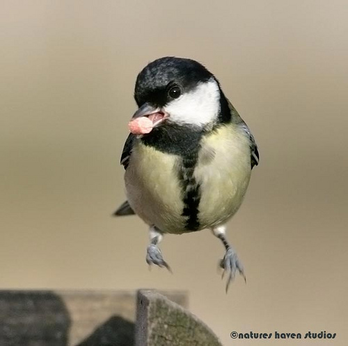 Showcase of the Week - Bird Photographer Julia