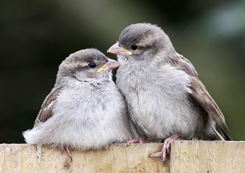 Showcase of the Week - Bird Photographer Julia