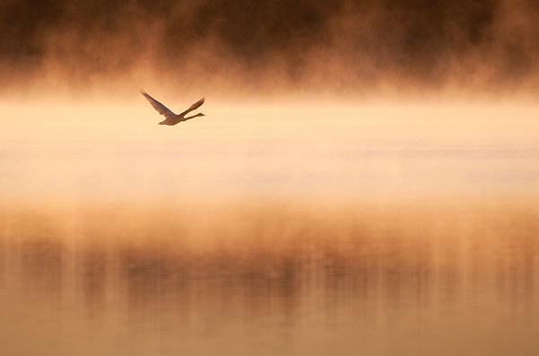 Showcase of the Week - Mikko Lagerstedt