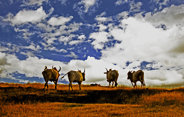 Countryside, India 