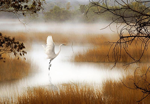 Tadoba wildlife sanctuary - Maharastra, India