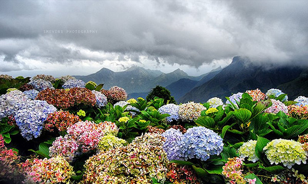 Beautiful Kodai - Kodaikanal, Tamilnadu, India