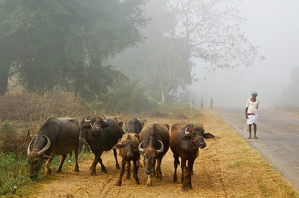 Watching the Cattle - India