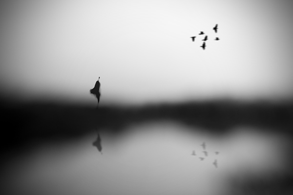 Showcase of the Week - Hengki Lee