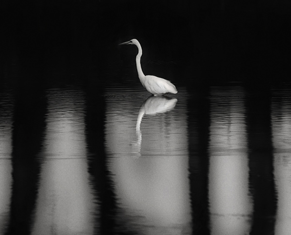 Interview with Nature & Wildlife Photographer Ganesh H. Shankar