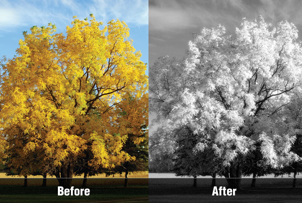 Creating an Infrared Photo Effect in Photoshop CS5