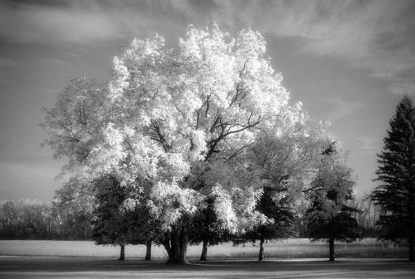 Creating an Infrared Photo Effect in Photoshop CS5