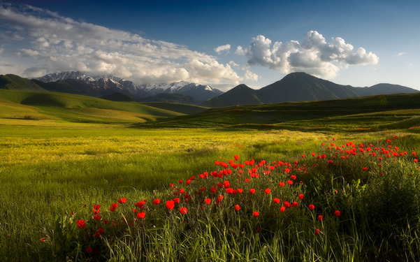 The beauty of Spring - Photography Composition