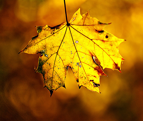 Autumn Color - Beautiful and Colorful Autumn Leaves Photography