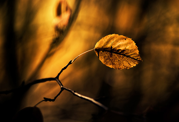 Golden Light - Beautiful and Colorful Autumn Leaves Photography