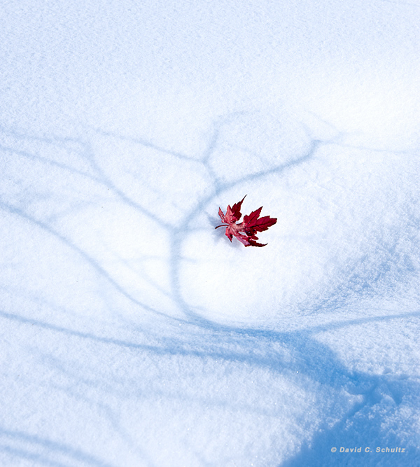 Can't Let Go - Beautiful and Colorful Autumn Leaves Photography