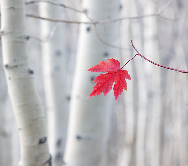 Hang In There - Beautiful and Colorful Autumn Leaves Photography