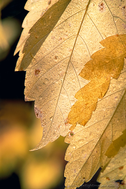 Translucent - Beautiful and Colorful Autumn Leaves Photography