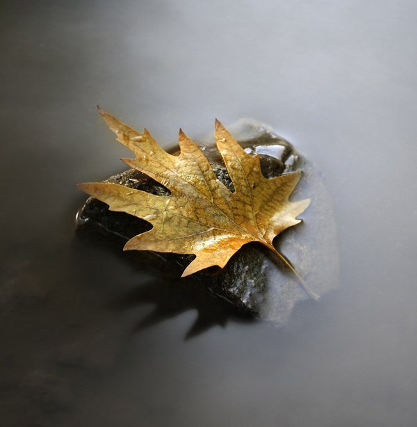 Lay here - Beautiful and Colorful Autumn Leaves Photography