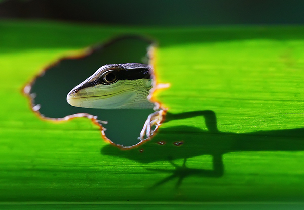 Spy - Inspire with Natural Lighting in Photography