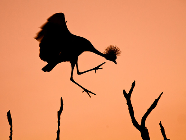 Mr. Crowned Crane A.K.A. Twinkle Toes - Inspire with Natural Lighting in Photography