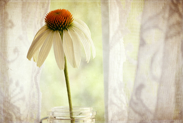 Creative Texture Photography by Pamela Schmieder 