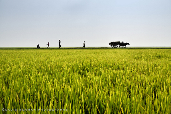 Greenland - Shunamgonj, Bangladesh