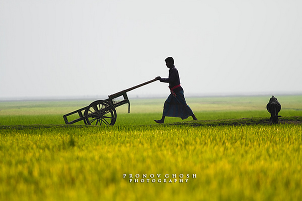 A Walk in the field of gold - Shonir hawor, Sunamganj, Sylhet, Bangladesh