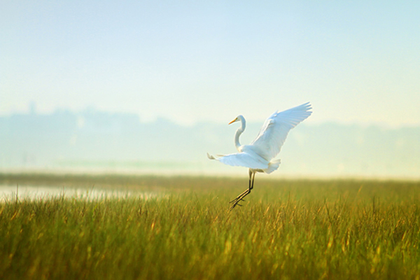 Soul Dance - Tanguar Haor, Bangladesh