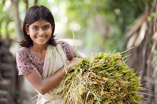 Harvesting - Khulna, Bangladesh