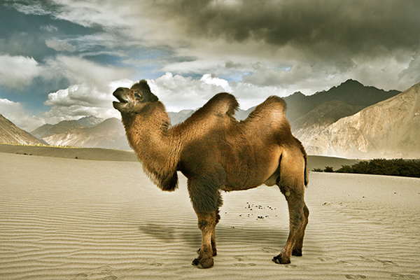 Bcktrian camel - Nubra Desert, Ladakh, India