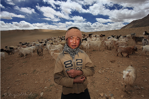 The Changpa of Ladakh