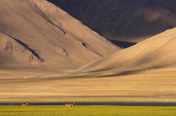 Magic of Ladakh