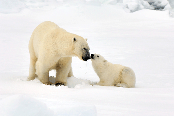 Jan Vermeer - 25 Inspiring Portfolio Websites of Wildlife Photographers