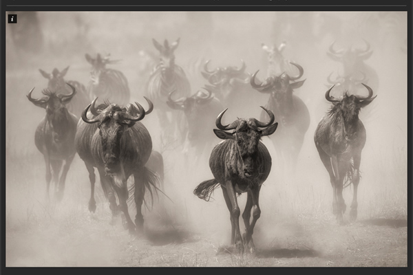 Giulio Zanni - 25 Inspiring Portfolio Websites of Wildlife Photographers