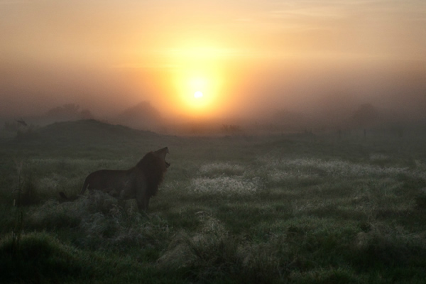 Frits Hoogendijk - 25 Inspiring Portfolio Websites of Wildlife Photographers