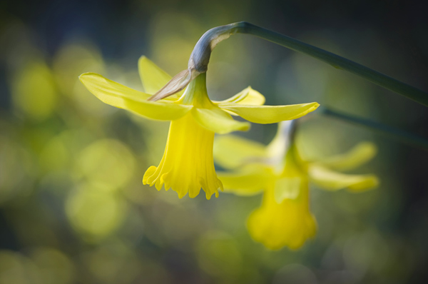 Beautiful Flora and Fauna Photography by Jacky Parker