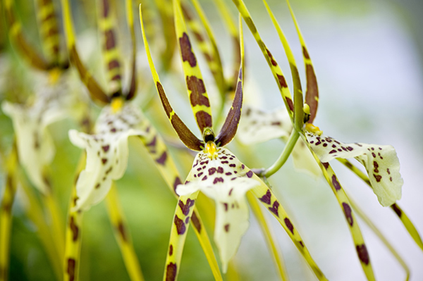 Beautiful Flora and Fauna Photography by Jacky Parker