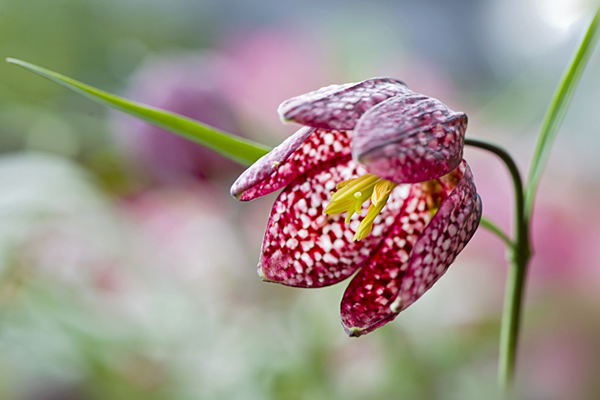 Beautiful Flora and Fauna Photography by Jacky Parker