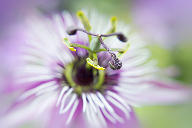 Beautiful Flora and Fauna Photography by Jacky Parker