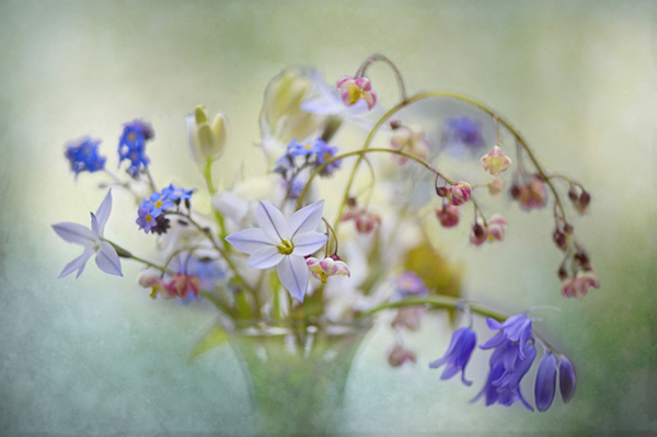 Beautiful Flora and Fauna Photography by Jacky Parker