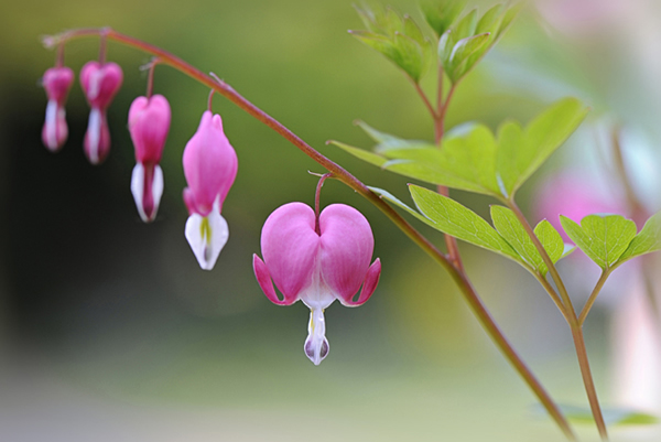 Beautiful Flora and Fauna Photography by Jacky Parker