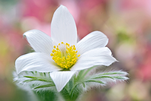 Beautiful Flora and Fauna Photography by Jacky Parker