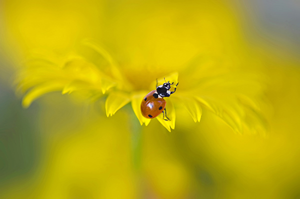 Beautiful Flora and Fauna Photography by Jacky Parker