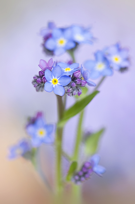 Beautiful Flora and Fauna Photography by Jacky Parker