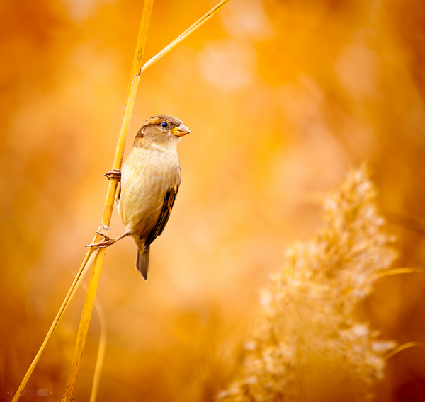 Bird - Canon 5D Photography