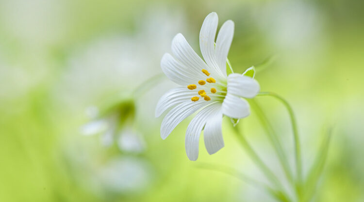 Beautiful Flora and Fauna Photography by Jacky Parker