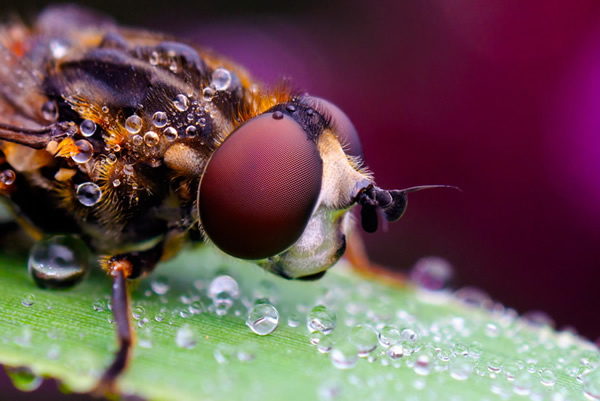 Macro Photography by Velian Jagev