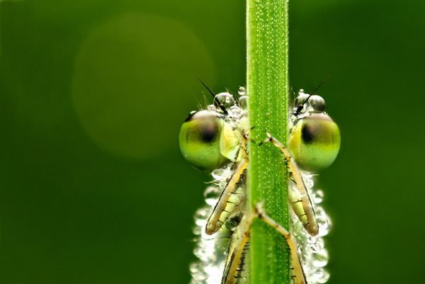 Macro Photography by Velian Jagev