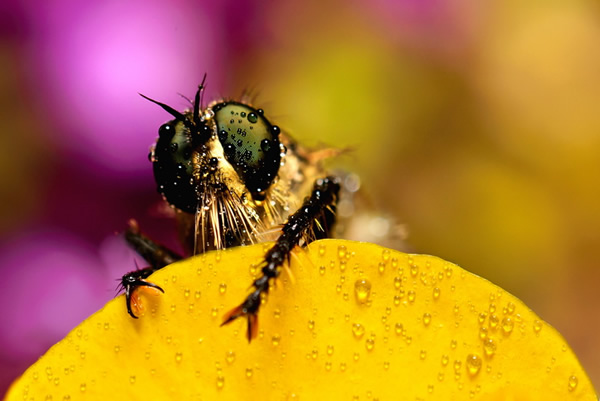 Macro Photography by Velian Jagev